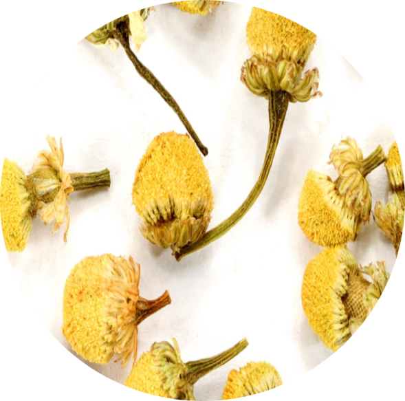Chamomile