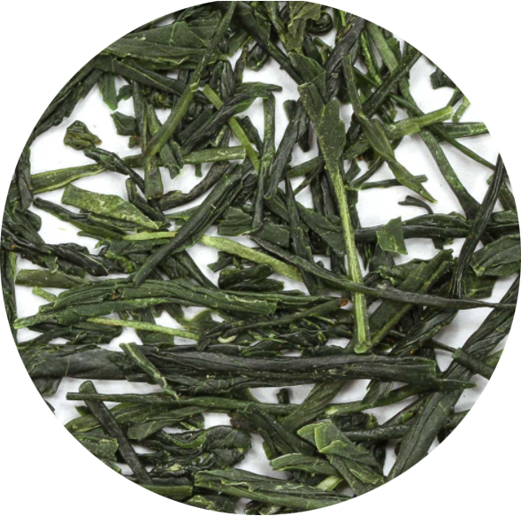 Sencha
