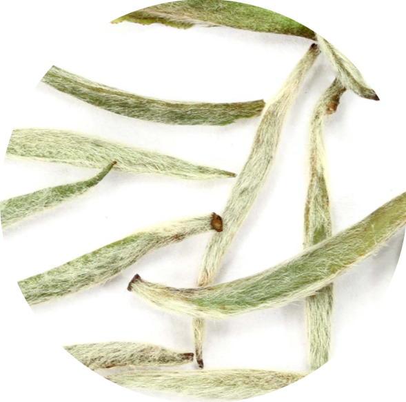Silver Needle